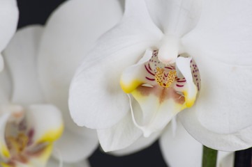 Obraz na płótnie Canvas flower, white, orchid, nature, spring, blossom, plant, bloom, isolated, petal, branch, beauty, flowers, green, beautiful, tree, pink, apple, flora, floral, blooming, phalaenopsis, garden, tropical, bo