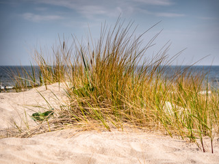 Dünengras Ostsee