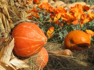 Thanksgiving day decoration, autumn harvest. Corn sheaf with orange pumpkins against the field with flowers and hay