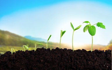 Growth of new life on  background