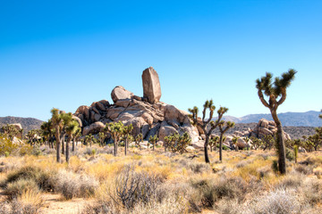 Joshua Tree National Park with its typical trees and rock formations near Palm Springs in the...