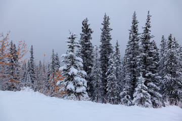 Fototapeta na wymiar Snowy fir trees in winter overcast in Banff National Park in Alberta