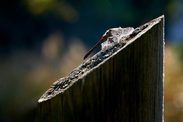 Libelle im Gegenlicht