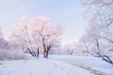 Winter Christmas picturesque background with copy space. Snowy landscape with trees covered with snow, outdoors
