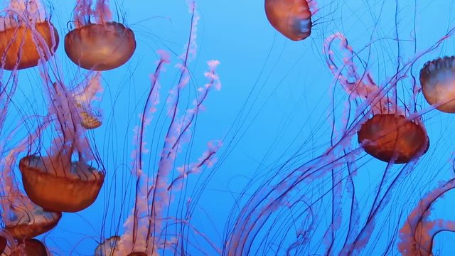 jelly fishes floating in the deep blue sea