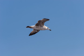 White sea gull flying in the blue sunny sky