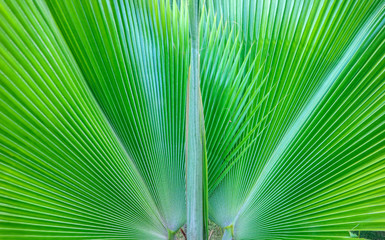 Fototapeta premium Detail of a tropical palm green leaf. Garden decoration