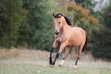 Deutsches Reitpony
