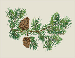 Branch of Christmas tree with pine cones