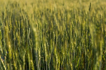 Young green wheat field. Ripening ears wheat. Agriculture. Natural product. Agricaltural landscape.