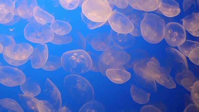 jelly fishes floating in the deep blue sea