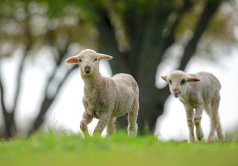 Obraz premium Cute and little lambs on meadow