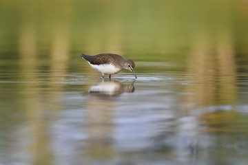 Green Sandpiper