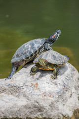 turtle, animal, reptile, tortoise, shell, water, nature, wildlife, pond, slow, green, wild, aquatic, turtles, rock, isolated, white, amphibian, pet, cute, walking