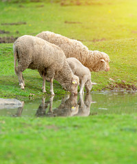 Sheep and lamb drinking water from a little pond