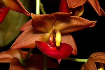 orchid catasetinae