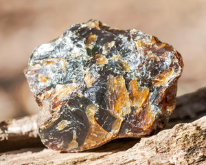 Rough piece of included Blue Amber from Indonesia on wood branch in the forest preserve.