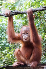 orangutang baby