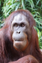 orangutang Close up