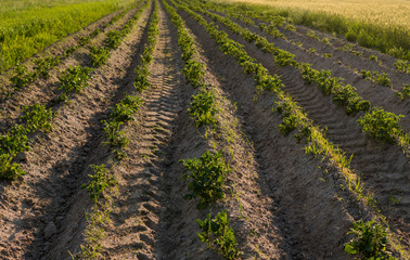 Green field of potato crops in a row. Agriculture. Growing of potato. Organic natural product.