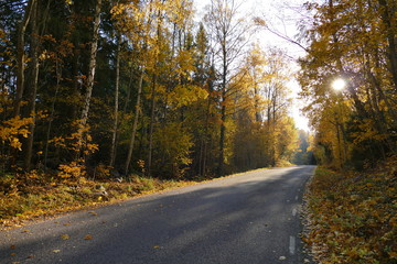 Fototapeta premium Autumn road