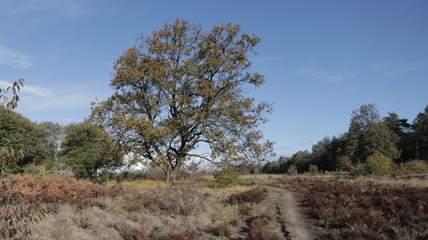 Forest during Autumn, Veluwe The Netherlands