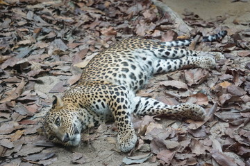 leopard on the ground