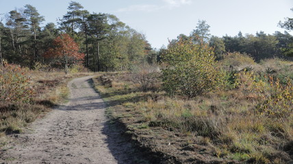 Forest during Autumn, Veluwe The Netherlands