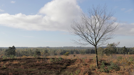 Forest during Autumn, Veluwe The Netherlands