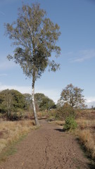 Forest during Autumn, Veluwe The Netherlands