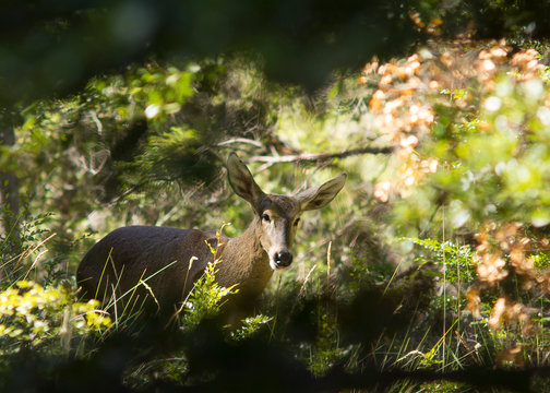 Huemul