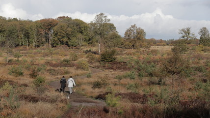 Forest during Autumn, Veluwe The Netherlands