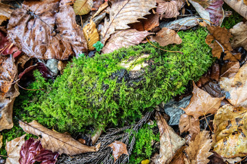 枯れ葉と苔