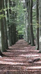 Forest during Autumn, Veluwe The Netherlands