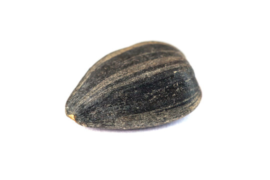 Roasted black sonflower seed Isolated on white background.