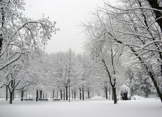 Parco con la neve
