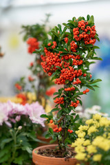 Colorful decorative tree in a flower pot with bright berries close-up, sunny day. Autumn season. Modern natural background