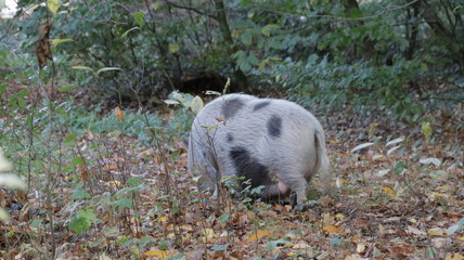 Wild pig in the netherlands