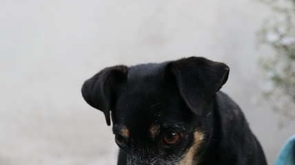 Black dog sitting and playing