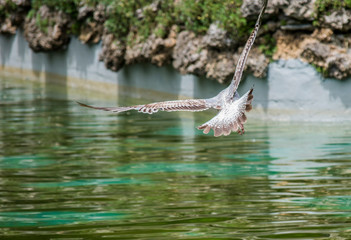 flower, nature, blue, butterfly, spring, macro, green, plant, summer, flora, insect, purple, garden, beauty, bloom, blossom, closeup, meadow, violet, flowers, petal, grass, beautiful, white, close-up,