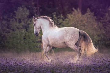 Pura Raza Española Andalusier 