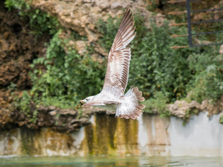 flower, nature, blue, butterfly, spring, macro, green, plant, summer, flora, insect, purple, garden, beauty, bloom, blossom, closeup, meadow, violet, flowers, petal, grass, beautiful, white, close-up,