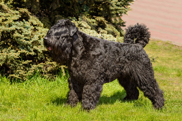Bouvier des Flandres in profile.  