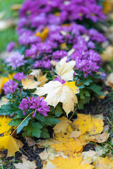 Bright picturesque purple flowers on a street flowerbed a sunny day and fallen marple leaves, the change of seasons. Autumn season. Natural scenic background