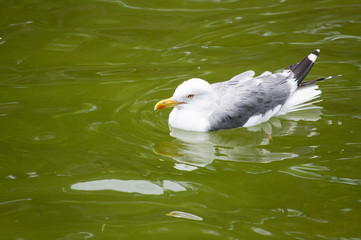 flower, nature, blue, butterfly, spring, macro, green, plant, summer, flora, insect, purple, garden, beauty, bloom, blossom, closeup, meadow, violet, flowers, petal, grass, beautiful, white, close-up,