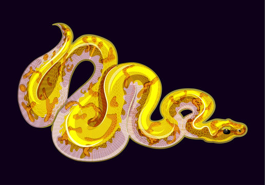 banana calico ball python. bright yellow morph of python regius isolated vector image. exotic pet illustration for pet shop. beautiful realistic snake for terrarium.