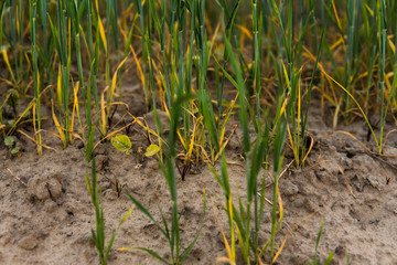 Green sprouting rye growing from the soil agricultural field in spring.