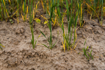Green sprouting rye growing from the soil agricultural field in spring.