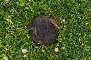Dirty and smelly cow shit in the grass. Cow manure.
