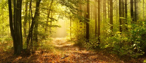 Wanderweg durch den Zauberwald im Herbst, Morgennebel von Sonnenlicht beleuchtet © AVTG